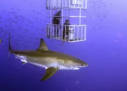 sharkmain.jpg.webp