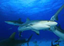 sharks_sport.jpg.webp