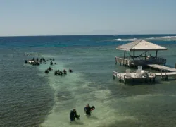 shore_tips_.jpg.webp