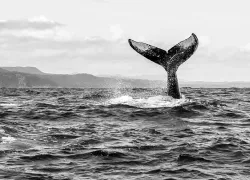 silver-bank-humpback.jpg.webp