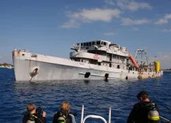 sinkingkittiwake.jpg.webp