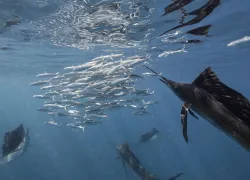 snorkel_sailfish.jpg.webp