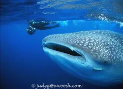 snorkeller__whaleshark_best.jpg.webp
