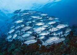 solomon_islands_liveaboard_teaser_scd_lob_.jpg.webp