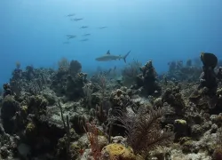 southern_bahamas_scubadiving_video.jpg.webp