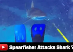 spearfisherattack_thumb.jpg.webp