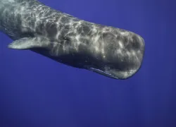 spermwhalefaqs_shutterstock_.jpg.webp