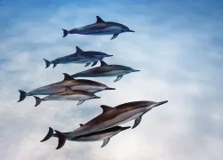 spinner-dolphins-kona-hawaii-.jpg.webp