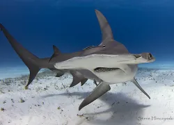 steve hinczynski - great hammerhead  .jpg.webp