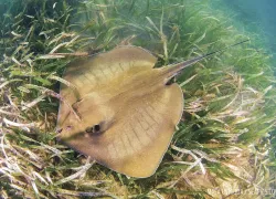 stingray_biscayne_grass.jpg.webp