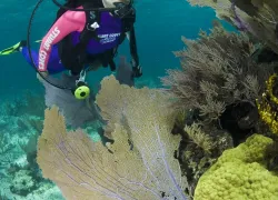 stuartcoves-divebahamas.jpg.webp