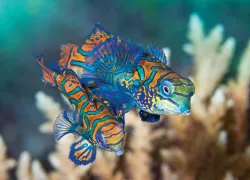 sulawesi.jpg.webp