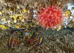 teaser-scuba-diving-acadia-national-park.jpg.webp