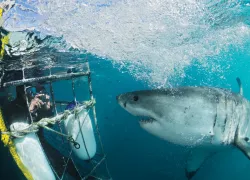 thrill-great-white.jpg.webp