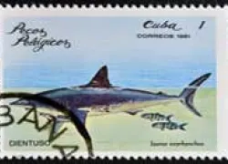 thumbstamp_shortfin-mako_cuba-circa-_shutterstock__neftali---shutterstock.com_.jpg.webp