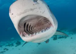 tigerjpg_.jpg.webp