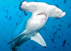 tn_ex_seawatch.jpg.webp