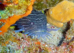 toadfish.jpg.webp