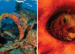 tobago-hero.jpg.webp