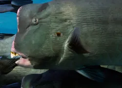 top_bestdiving_pacific_bumpheadparrotfish_davidhenshaw.jpg.webp
