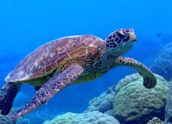 toucan_diving_bonaire_turtle.jpg.webp