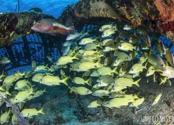 turks_and_caicos_family_aggressor_scd_lob_.jpg.webp