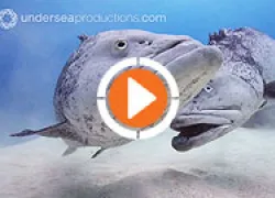 undersea-cod-hold-video-thumb.jpg.webp