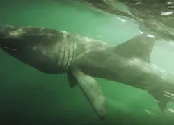 underwater-gopro-video-giant-basking-shark.jpg.webp