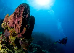 underwater_.png.webp
