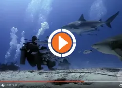 video-diving-bull-sharks-mexico.jpg.webp