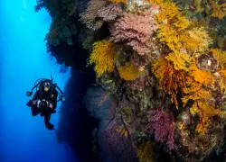 websoftcoralgreatbarrierreef.jpg.webp