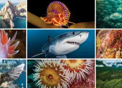 west-coast-diving-hero.jpg.webp