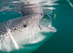 whale-shark-eat.jpg.webp