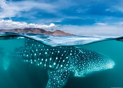 whale-shark-teaser.gif.webp
