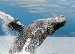 whale.gif.webp