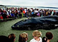whale__.jpg.webp