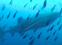 whale_shark_galapagos_video.jpg.webp