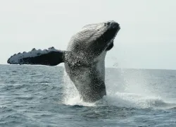 whales .jpg.webp