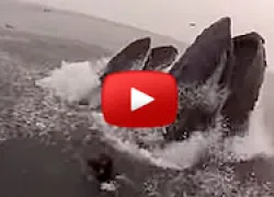 whales-almost-eat-divers-thumb.jpg.webp