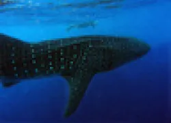 whaleshark-.jpg.webp