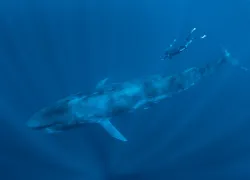 wil-blue-whale.jpg.webp