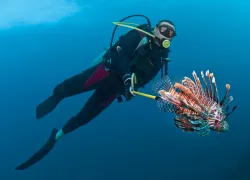 wil-lionfish.jpg.webp