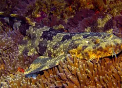 wobbegong_shutterstock_mikeworkman_teaser.jpg.webp