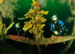 wreck-diving-bianca-c.jpg.webp