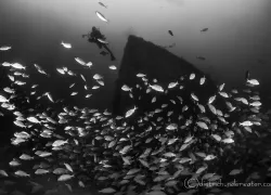 wreck_.jpg.webp
