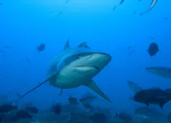 yonover_shark_fj.jpg.webp