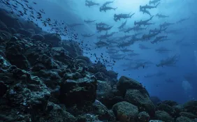 KristinPaterakis_Galapagos_WolfIsland-.jpg.webp