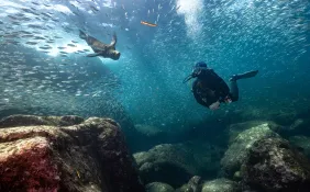 Paterakis_LaPaz_FourthElement_LosIslotes_SeaLions--.jpg.webp