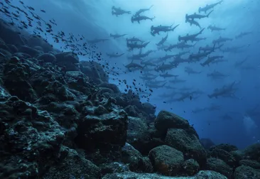 KristinPaterakis_Galapagos_WolfIsland-.jpg.webp