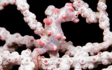 _pygmy_seahorse.jpg.webp